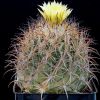 Vai alla scheda di Coryphantha ramillosa