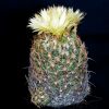 Vai alla scheda di Coryphantha reduncispina