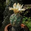 Vai alla scheda di Coryphantha reduncuspina