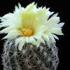 Vai alla scheda di Coryphantha retusa