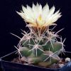 Vai alla scheda di Coryphantha robustispina ssp. scheeri