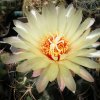 Vai alla scheda di Coryphantha salm-dyckiana