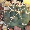 Vai alla scheda di Coryphantha scheeri