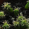 Vai alla scheda di Coryphantha bumamma