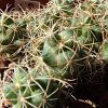 Vai alla scheda di Coryphantha cornifera