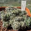 Vai alla scheda di Coryphantha garessii