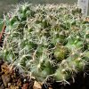 Vai alla scheda di Coryphantha radians