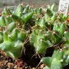 Vai alla scheda di Coryphantha runyonii