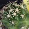 Vai alla scheda di Coryphantha sulcata