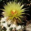 Vai alla scheda di Coryphantha sulcolanata