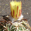 Vai alla scheda di Coryphantha tripugionacantha