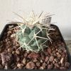 Vai alla scheda di Coryphantha valida