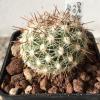 Vai alla scheda di Coryphantha vivipara