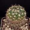 Vai alla scheda di Coryphantha vogtherriana