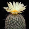 Vai alla scheda di Coryphantha werdermannii