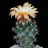 Vai alla scheda di Coryphantha wohlschlageri