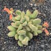 Vai alla scheda di Cotyledon ladysmithiensis