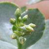 Vai alla scheda di Cotyledon macrantha