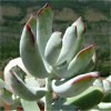 Vai alla scheda di Cotyledon orbiculata