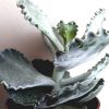 Vai alla scheda di Cotyledon undulata