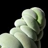 Vai alla scheda di Crassula alstonii