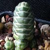 Vai alla scheda di Crassula barklyi