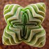 Vai alla scheda di Crassula cv. buddha's temple