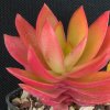 Vai alla scheda di Crassula cv. flame