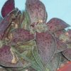 Vai alla scheda di Crassula exilis ssp. picturata