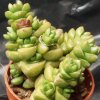 Vai alla scheda di Crassula marchandii