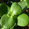 Vai alla scheda di Crassula multicava