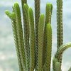 Vai alla scheda di Crassula muscosa