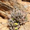 Vai alla scheda di Crassula namaquensis