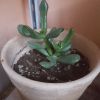 Vai alla scheda di Crassula ovata cv. hobbit