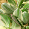 Vai alla scheda di Crassula ovata f. variegata