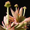 Vai alla scheda di Crassula pubescens