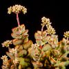 Vai alla scheda di Crassula rogersii