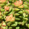 Vai alla scheda di Crassula rupestris