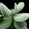 Vai alla scheda di Crassula undulata