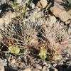 Vai alla scheda di Cumulopuntia boliviana ssp. ignescens