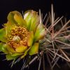 Vai alla scheda di Cylindropuntia davisii