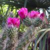 Vai alla scheda di Cylindropuntia imbricata