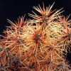 Vai alla scheda di Cylindropuntia molesta