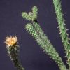 Vai alla scheda di Cylindropuntia ramosissima