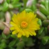 Vai alla scheda di Delosperma lineare