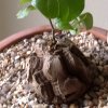 Vai alla scheda di Dioscorea elephantipes