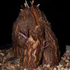 Vai alla scheda di Dioscorea hemicrypta