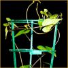 Vai alla scheda di Dioscorea japonica