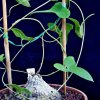 Vai alla scheda di Dioscorea sylvatica