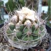 Vai alla scheda di Discocactus crassispinus